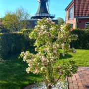 windmuehle